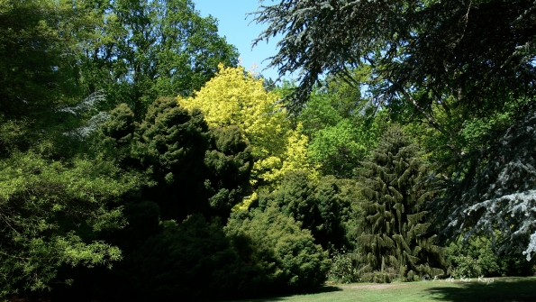 Bois des Moutiers (369) Mai 2012